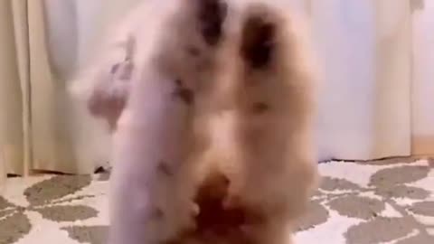 Dog funny videos