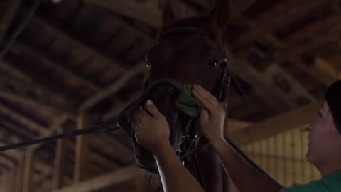 Woman rider cleaning horse face and prepare animal for dressage