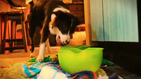 New Video Of Border Collie Playing With Ball