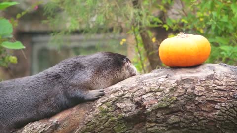 North American River Otters