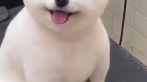 Cute Dog