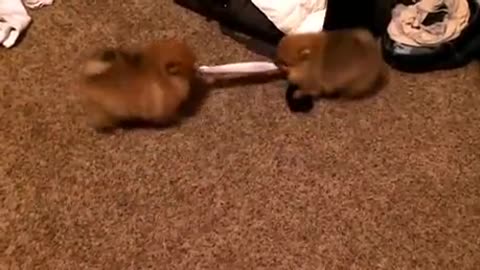 The cutest tug of war