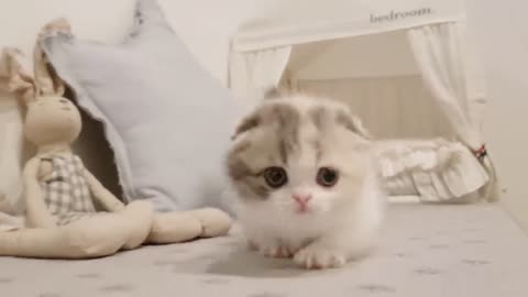 Cute kitten🐈 | Cat