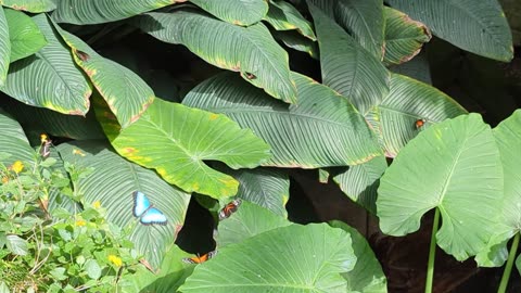 Hettie & Tark visit the Butterfly Conservatory, Niagara Falls.