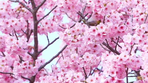 Blossom Flowers with Birds