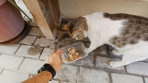 Stray Cat feeding @Qatar #catlovers