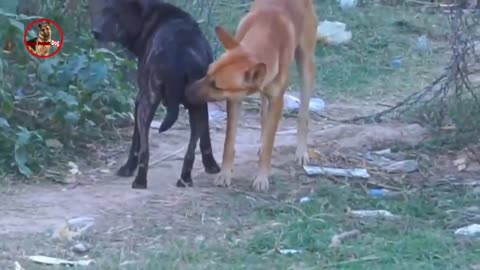 Troll Prank Dog,Fake Snake Vs Monkeys and Big Fake Lion Dog Prank Must Watch Funny Video - Troll Dog