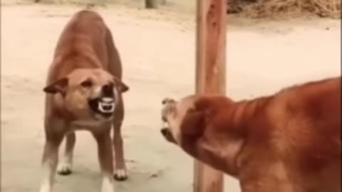 Funny animal video