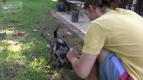 how to teach your dog to swim and love water.