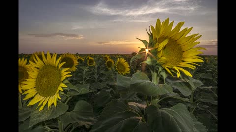 Pea and Sunflower Domestication