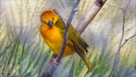 Weaver Bird Sitting on Branch