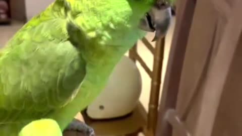 smart and funny bird part 2