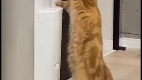 Funny Cat drinking water