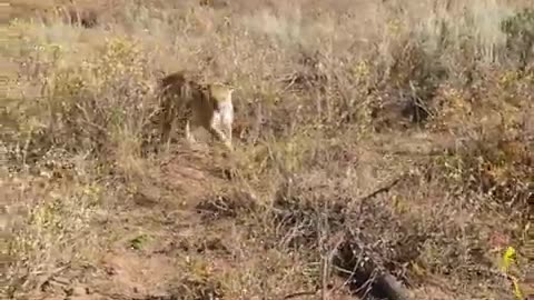 Lion attack hunter in forest