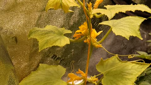 Grow Tent Gardening