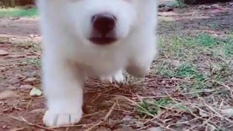 Cut puppy loved song