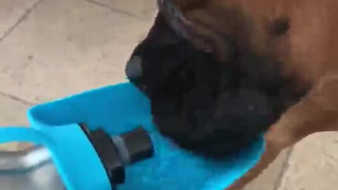 How a dog drinks