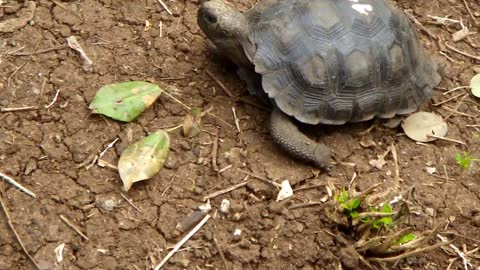 Young Galapagos Tortoises at Galapaguera