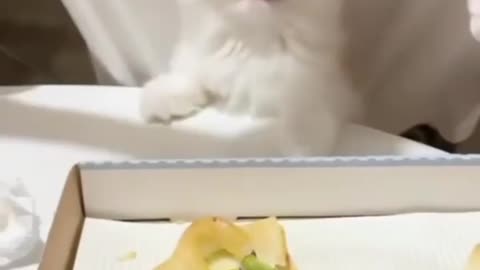 Cute Baby Cats eating pizza