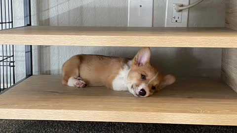 cute dog try to fit in his favorite spot