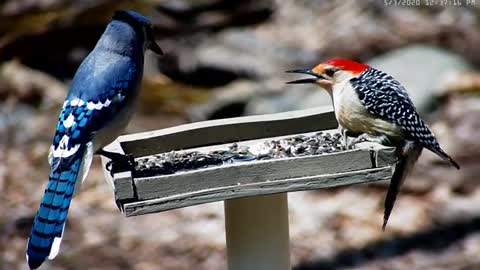 CHESHIRE Blue Jay vs Woodpecker at high noon