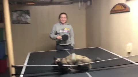 Cat Plays Ping Pong With One Hand | Funny Video