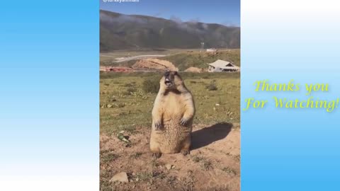 Funny Animals Reaction