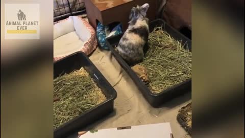 Bunny video