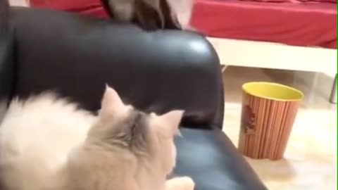 # cat # funny # catsoftiktok