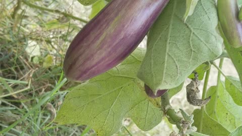 Egg Plant ☘️🌵 ☘️🌵 ☘️🌵 ☘️🌵🌵 ☘️🌵