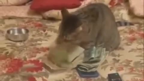 Cat Money Video Mind Blown