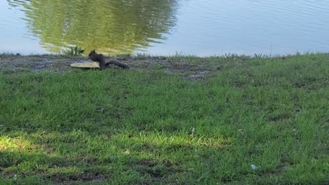 Skippy Discovers the "Duck" food.