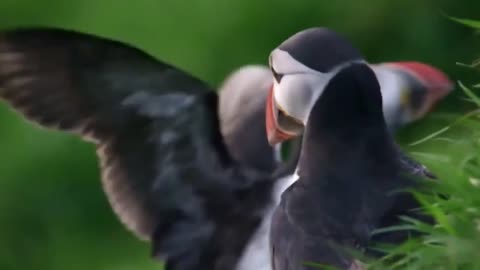 Puffins birds video