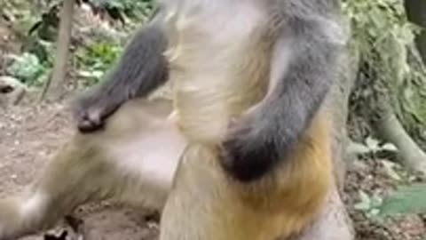 Meditative Monkey shorts #viral #shortsvideo #video