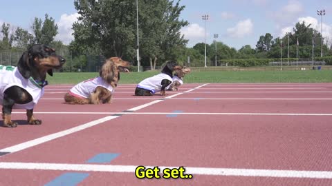 The 100m Dachshund Dash! - Wiener Dog Race!