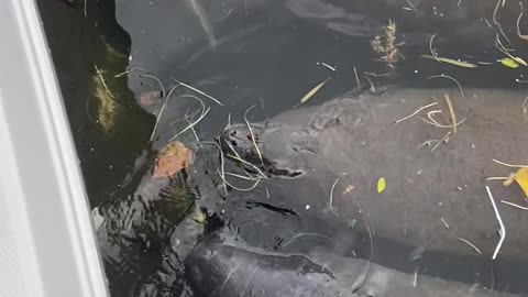 Manatee family enjoying breakfast!