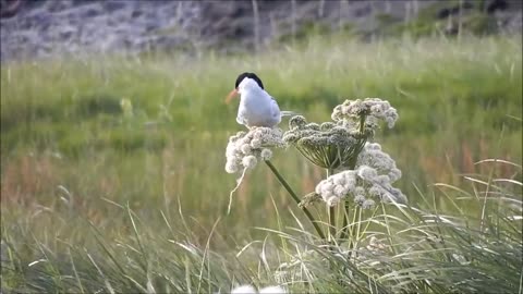 Seagull Bird Animal Water Bird Plumage Nature