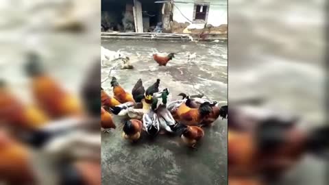 Chicken vs Dog fighting funny videos