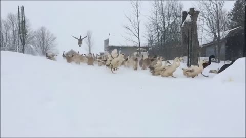 Slow motion ducks take flight!