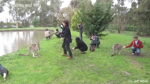 Funny Different Animals Chasing and Scaring People 2024