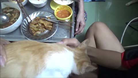 How Cats React When Seeing Stranger 1st Time - Running or Being Friendly 2 Viral Cat