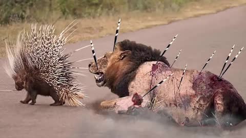 Porcupine Too Aggressive! Defeat Lion, Pitbull, Leopard - Most Amazing Moments Of Midnight Battles