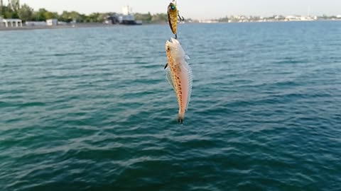 Devastatingly beautiful! A small fish is a big danger. The sea dragon is a killer in the Crimea.