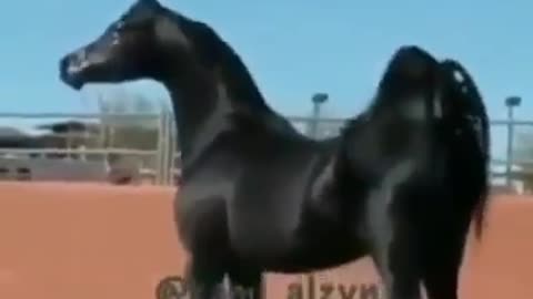 Arabian horse