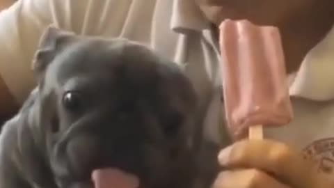 pug eating ice cream