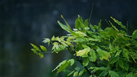 Overcome insomnia in 8 minutes with heavy rain and threatening sounds of thunder in the rainforest