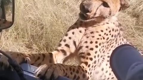 Cheetah gets too close for comfort 🐆