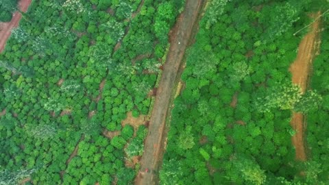 Flying drone over a vineyard in India.