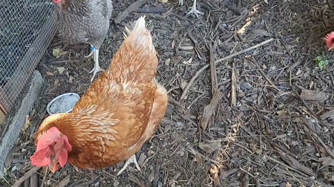 Chicken Coop Daily Routine