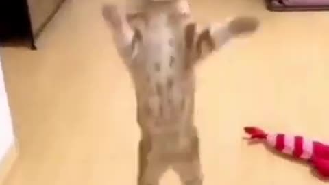 Cat dancing in the carizest way and alike the song